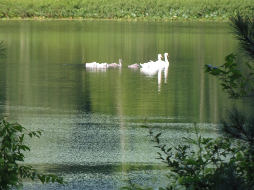 Swan family July 2024